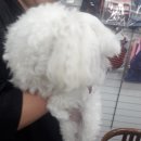 둘리애견미용샵 이미지