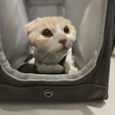 고양이미용호텔_미야옹 | 도봉구 고양이미용호텔 미야옹 다녀옴, 내돈내산