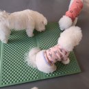 양지유치원 이미지