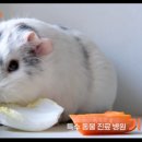 라페스타 동물병원 이미지