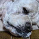 좋은 친구들 동물병원 | 강아지눈영양제 추천 | 루테인 함량 높은 반려동물 페노비스 눈 영양제 급여후기