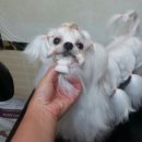 스텔라애견미용학원