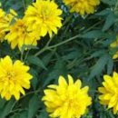 청양군농업기술센터 | 청양 삼잎국화 6시 내고향 방송 출연 정보와 건강한 효능 택배주문 안내