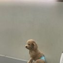 멍지트 이미지