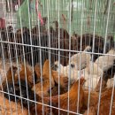 시골장터닭 이미지