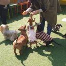 개떼놀이터 인천점 이미지