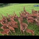 통일로 사슴농장 이미지