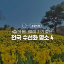 신암면051 | 4월 꽃구경, 봄나들이 추천 수선화 명소 4 :: 예산 추사 김정희 고택, 거제 양지암공원, 부산 오륙도...