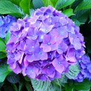 동광리-19 이미지