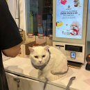 목동 24시간 <강아지 고양이 편의점> 우리 고양이 쫄보..