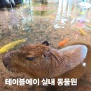 까만여우 | 파주 실내동물원 테이블에이 카피바라 보고 왔어요