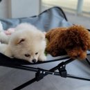 봉 그루밍 이미지