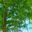 화명생태공원 오토캠핑장 이미지