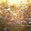 구리 한강 시민공원의 가을 이미지