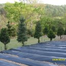 반딧불언덕 이미지