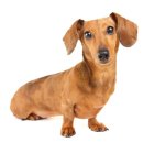 목욕하는 강아지 이미지