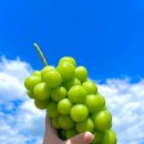 수목농장 | 추석선물세트 하음농장 샤인머스켓 4KG 솔직후기