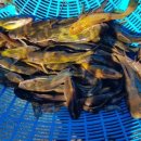 어부네농장 이미지