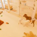 토토애견 이미지