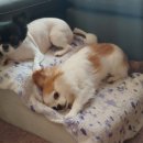 알콩달콩 펫살롱 이미지