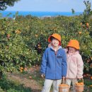 귤빛 | 제주도한달살이 | 제주도 귤빛정원 감귤농장 귤따기 체험 후기 🍊