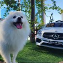 마이달링독 이미지