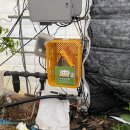 수정벌마야 이미지