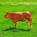 청춘구락부 이미지