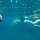 pet64거6000 | [세부여행] 세부 로컬페이지 오슬롭 + 모알보알 플렌테이션 베이 리조트 숙소픽업 후기/준비물