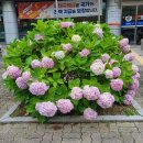 좌동 우체국앞 수국 이미지
