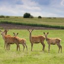 노루마당 이미지