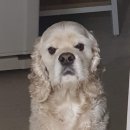 러블리하개 이미지