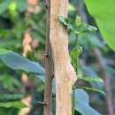 커피나무 이미지