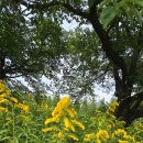 미국미역취(일산호수공원) 이미지