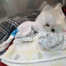 기운내 동물병원 이미지