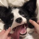 아이러브케밥 이미지