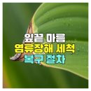 어르신을 위한 건강한 영양소금과 스마트폰 배우기 | 잎끝 마름 염류장해 세척·복구 완전 가이드, 잎끝 마름 염류장해 세척·복구 완전 가이드