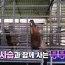 청산사슴농장 이미지