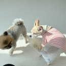 시오꾸꾸 이미지