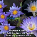 그로워스 초이스 블루 데이 블루머(Grower's Choice Blue Water Lily) 이미지