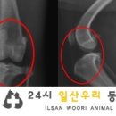 24일산우리동물병원 이미지