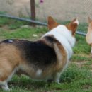 오마이독 이미지