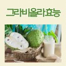 그라비올라 효능과 부작용 섭취 후기