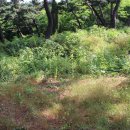 노적봉 도당지 이미지