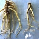 도라지 이미지