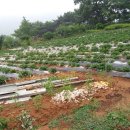 이정화농장 이미지