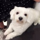 안산동물병원