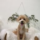 오마이도그