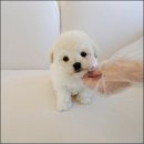 우리퍼피 이미지