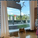 스타애견미용 이미지